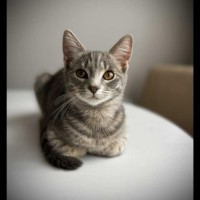 Photo of Nova