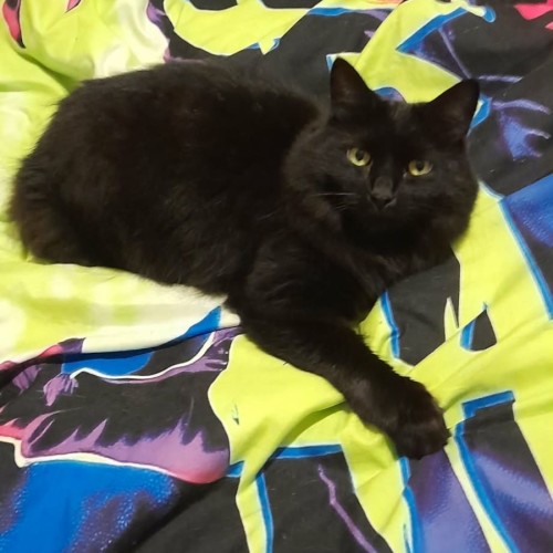 Mr Binx *9 Lives Project Rescue* - Domestic Medium Hair Cat