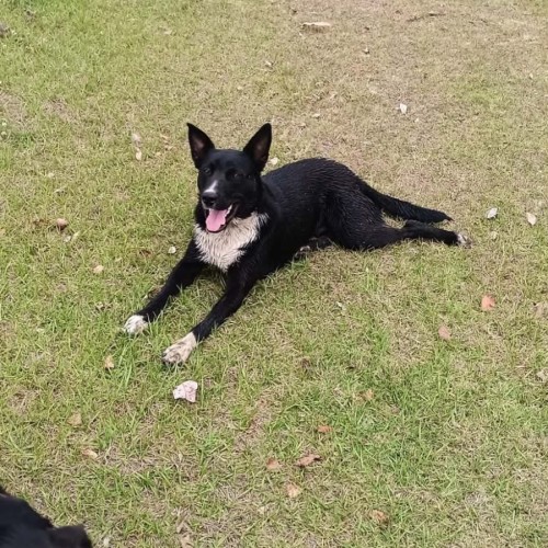 Athena - Australian Kelpie x Border Collie Dog