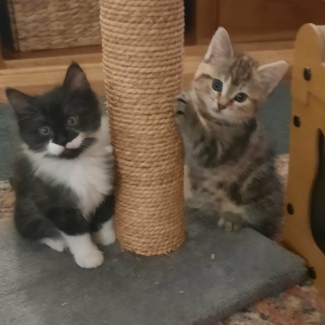 Photo of April *9 Lives Project Rescue*