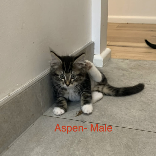 Photo of Aspen