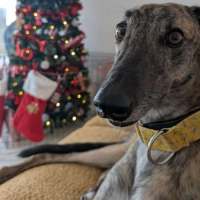 Photo of Mary, The Greyhound