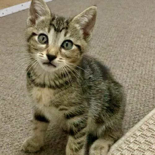 Lars - Domestic Short Hair (DSH) Cat