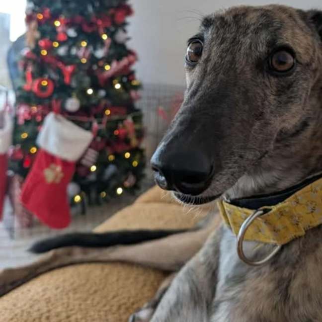 Photo of Mary, The Greyhound