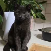 Photo of Raphael
