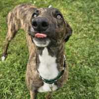 Photo of Mocha, The Greyhound
