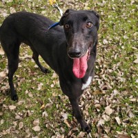 Photo of Daisy 🩷🌼