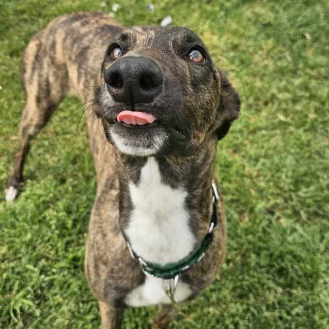 Photo of Mocha, The Greyhound