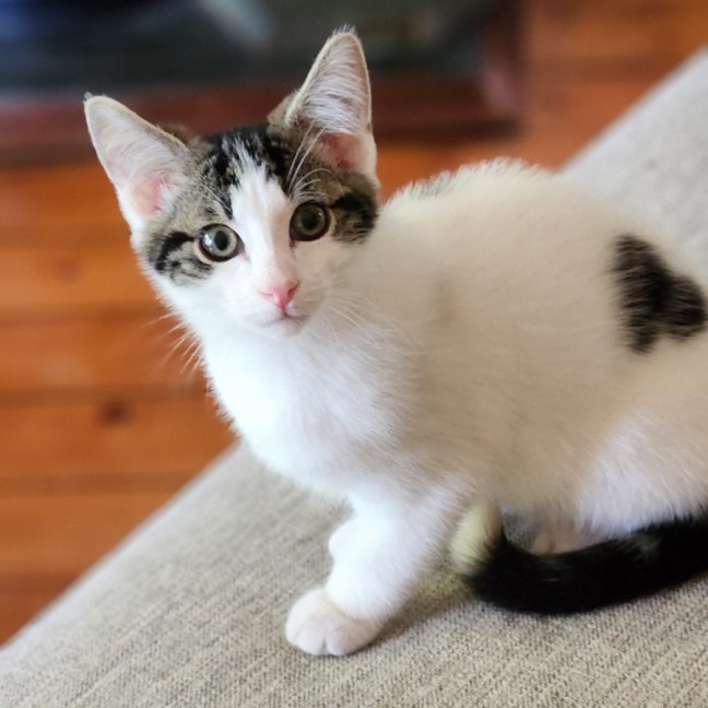 Photo of Archie ^^Dandy Cat Rescue^^