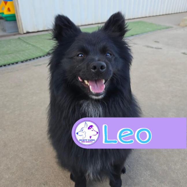 Photo of Leo