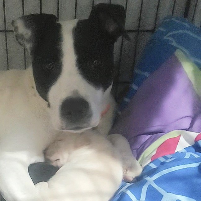 Photo of Nightingale