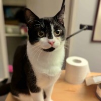 Photo of Bentley