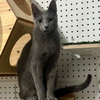 Photo of Samson 💫🐱👑