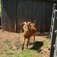 Photo of Goats   Separate Or Rehome Together