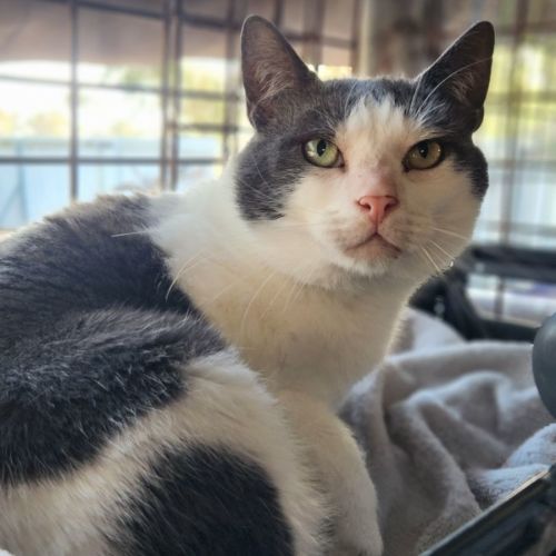 Disco - big smoocher - Domestic Short Hair Cat