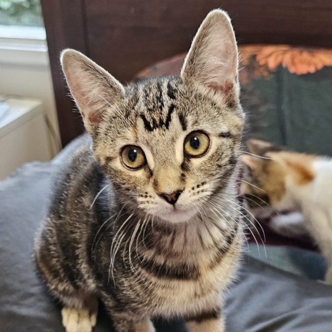 Photo of Wattle ^^Dandy Cat Rescue^^