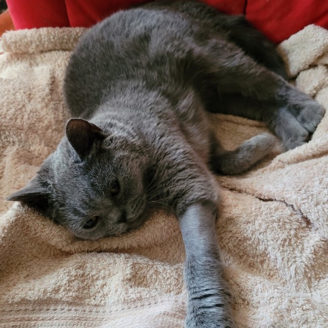 Photo of Moxie Blue Moon