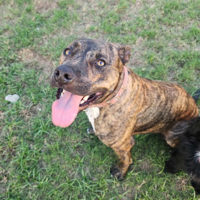 Photo of Rogue 