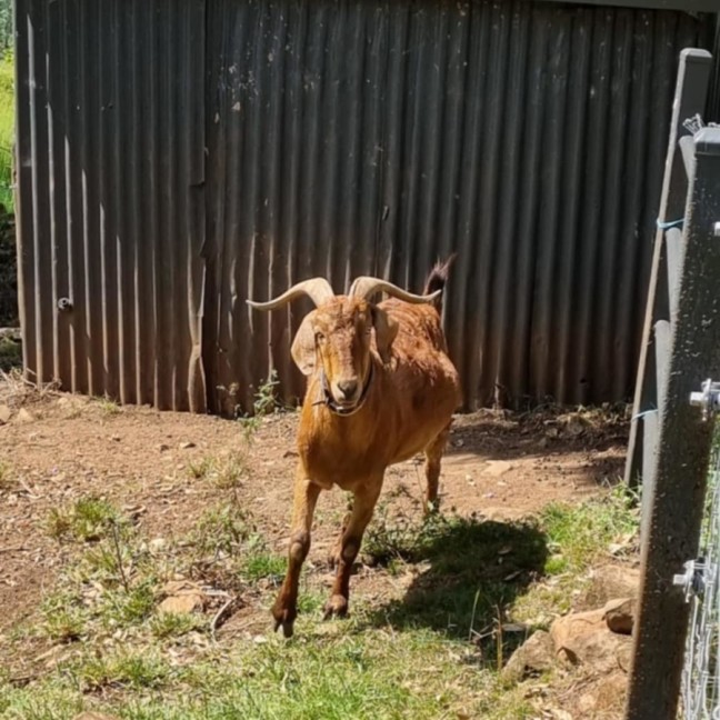 Photo of Goats   Separate Or Rehome Together