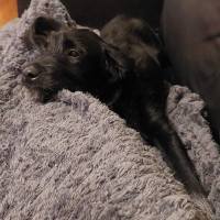 Photo of Shadow