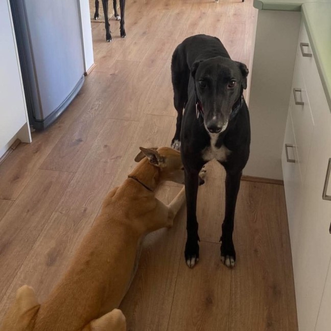 Photo of Danny, The Greyhounds