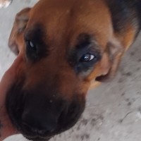 Photo of Dixie & Daisy