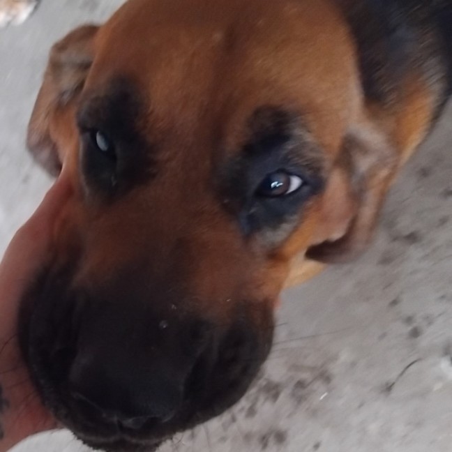 Photo of Dixie & Daisy