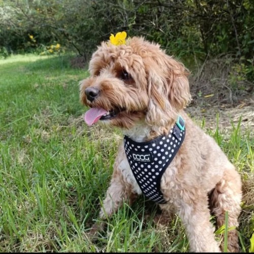 Kirby  - Cavalier King Charles Spaniel x Poodle (Miniature) Dog