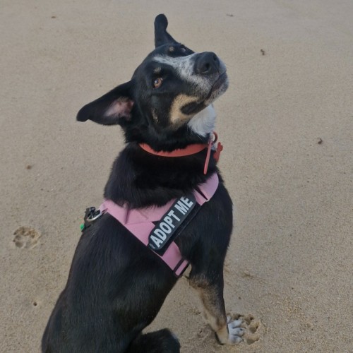 Dr Robbie - Australian Kelpie Dog