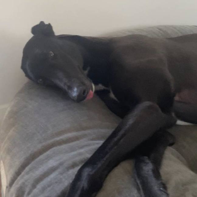 Photo of Danni, The Greyhound