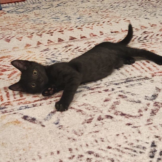 Photo of Slinky
