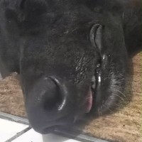 Photo of Neo, The Greyhound 