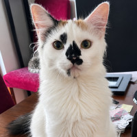 Photo of Willow