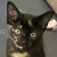 Photo of Stella