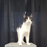 Photo of Tuxie