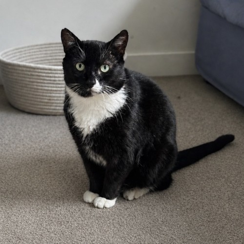 Our little Fighter - Domestic Short Hair (DSH) Cat