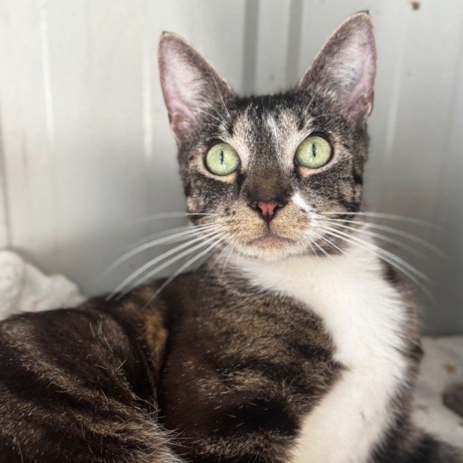 Photo of Willow