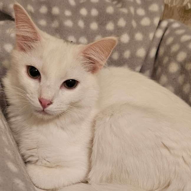 Photo of Cosima *9 Lives Project Rescue*