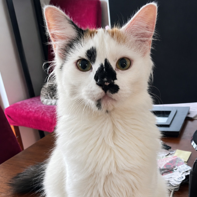 Photo of Willow