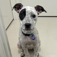 Photo of Shadow   5 Month Old Cattle Dog X 