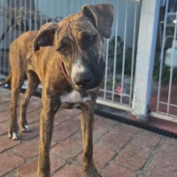 Photo of Stella