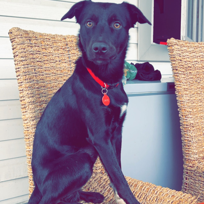 Photo of Jack & Deisel