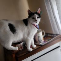 Photo of Kiki   2 Year Domestic Short Hair