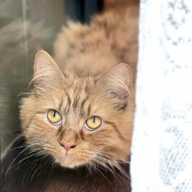 Photo of Tigerlily 🏵️