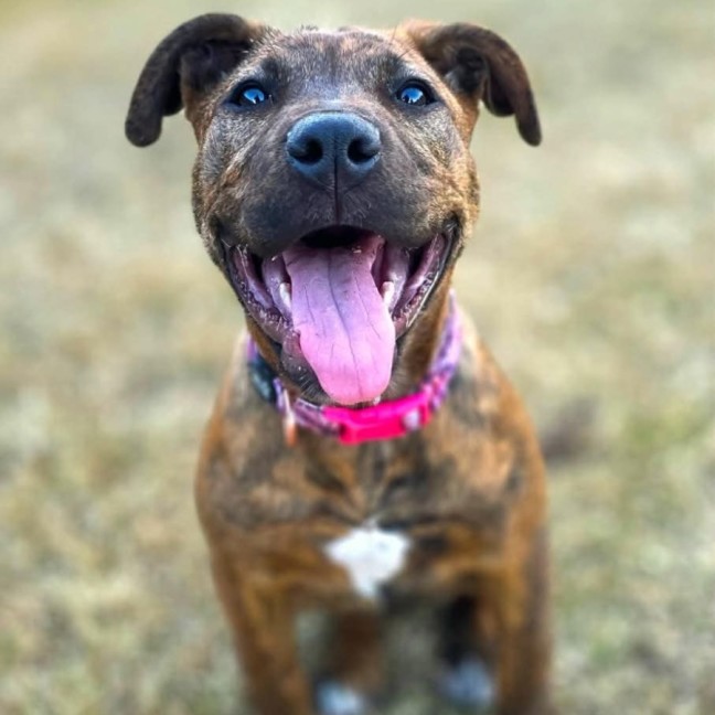 Photo of Maple