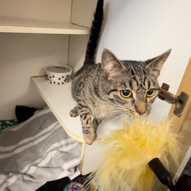 Photo of Peppermint