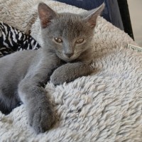 Photo of Mike Meet Me@Petstock Keysborough 