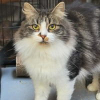 Photo of Hissy Missy Maggy May ** 2nd Chance Cat Rescue**