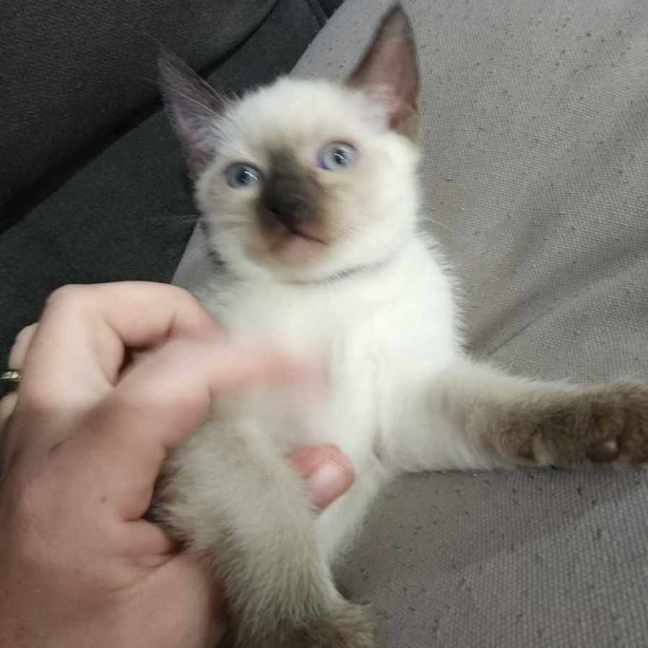 Photo of Lilli