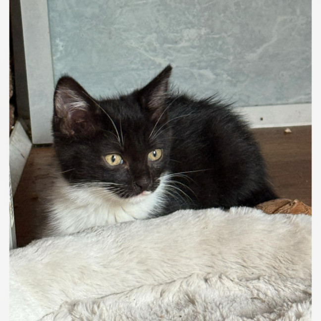 Photo of Dahlia 